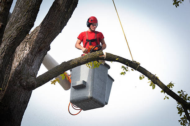 Tree Removal for Businesses in Plymouth, PA